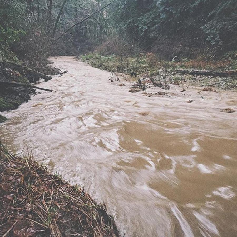 Bayarea Photograph - So Much Rain In Ca... The Little Creek by Nicole Medders