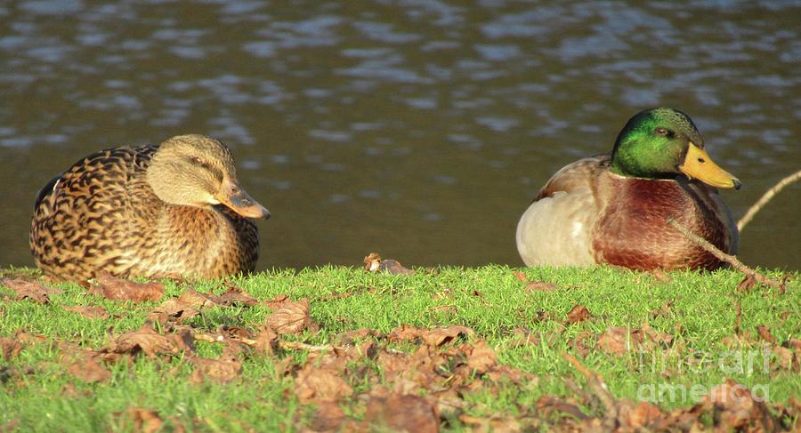Two Quiet Ducks Photograph by Kim Tran
