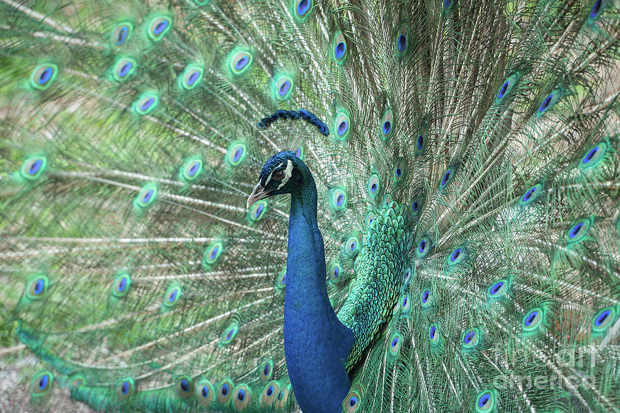 So Pretty Peacock Photograph by Sabrina L Ryan