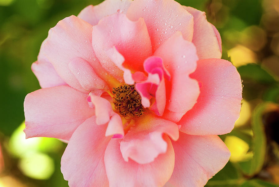 So Pretty Rose Photograph by Carole Gordon