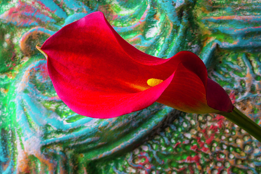 So Red Calla Lily Photograph by Garry Gay