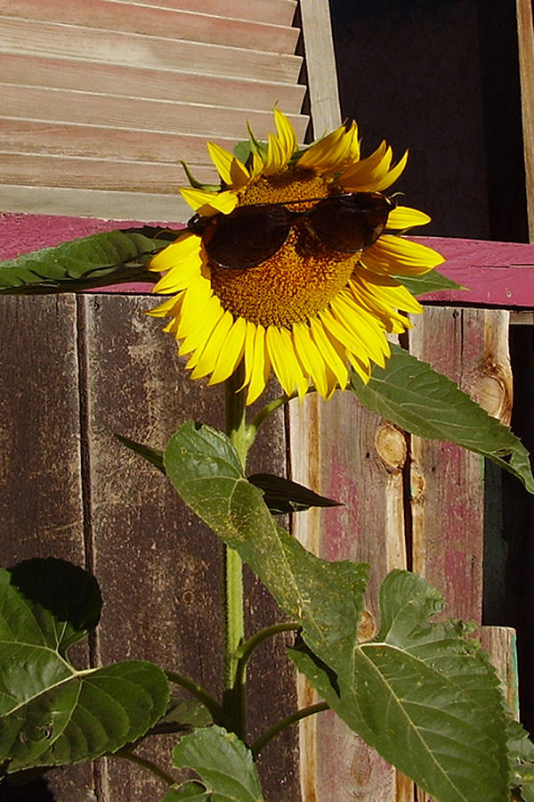 Sunflowers Photograph - So So Bright by Hank Lerma Sunflowers Photograph - So So Bright by Hank Lerma