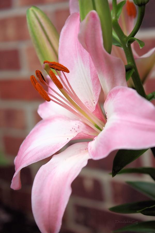 So Soft Lily Photograph by Diane Lindon Coy