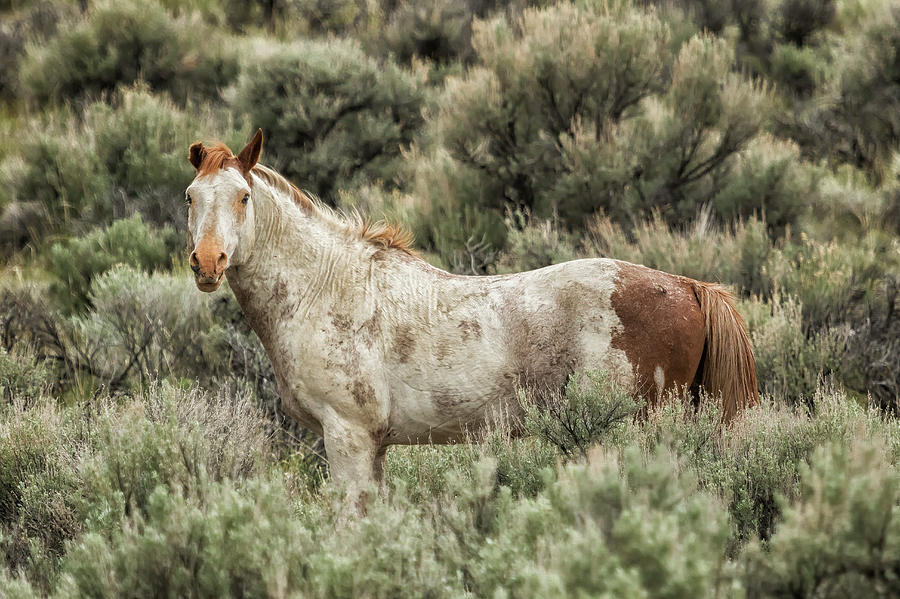 South Steens Stallion Alone on the Range Photograph by Belinda Greb