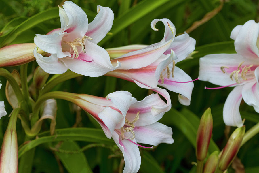So Sweet Lilies Photograph by Kathy Clark