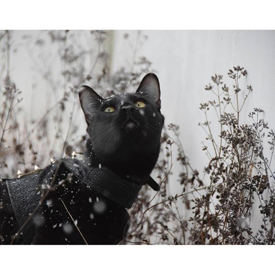 Cat Photograph - So We Got This Wet White Stuff Called by Sirius Black Adventure Cat