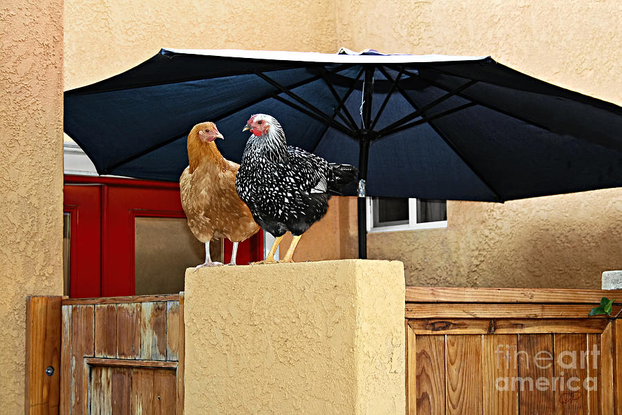 So - Why Did the Chicken Cross the Street Photograph by Gabriele Pomykaj