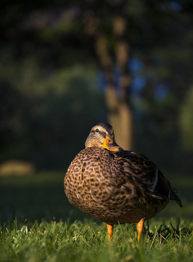 Duck Photograph - Soak up the sun by Mark Papke