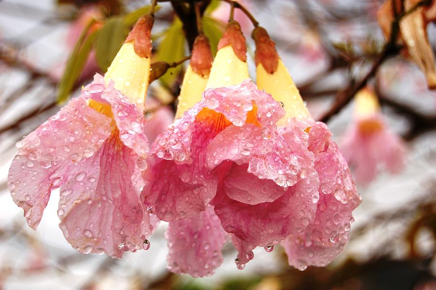 Flower Photograph - Soaked Oak by Melvin Rodriguez