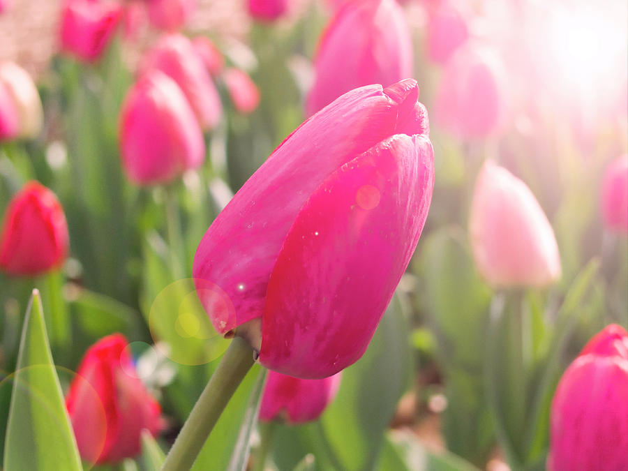 Soaking in the Sun by Josh Spengler Soaking in the Sun by Josh Spengler