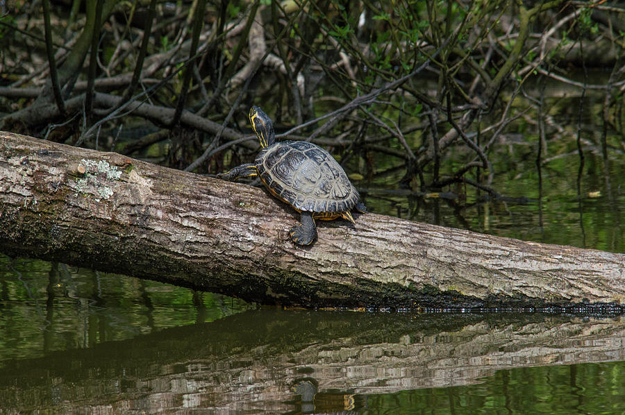 Soaking up the rays Photograph by Stephen Jenkins - Fine Art America