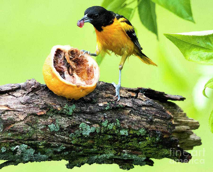 Soaking Wet Baltimore Oriole At The Feeder Photograph