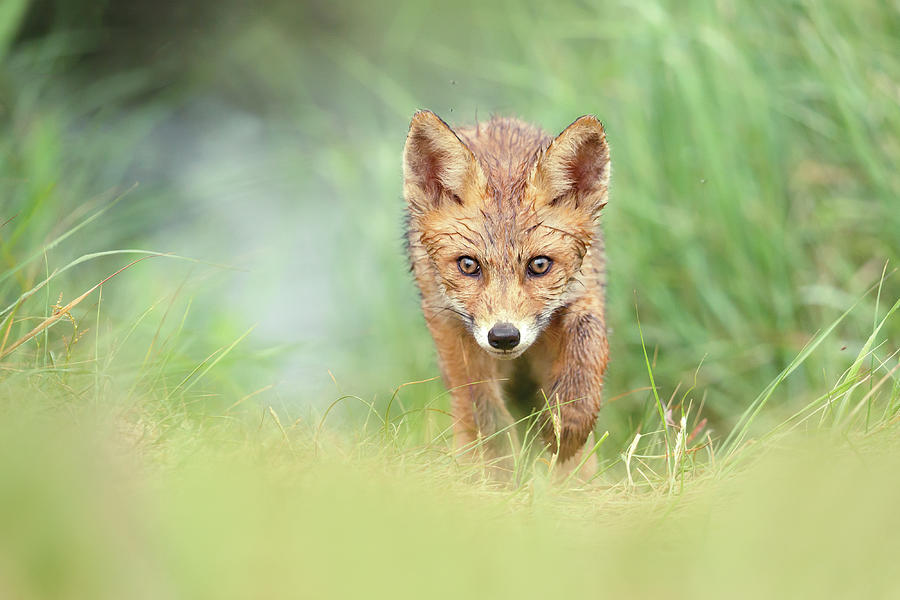 Soaking Wet Fox Kit Photograph by Roeselien Raimond - Fine Art America