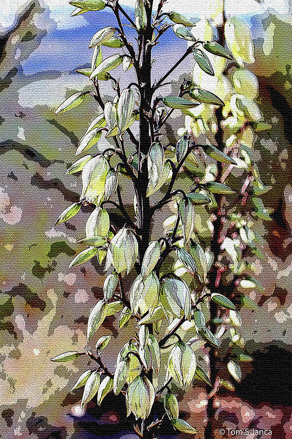 Soap Tree Yucca Blooms  Digital Art by Tom Janca