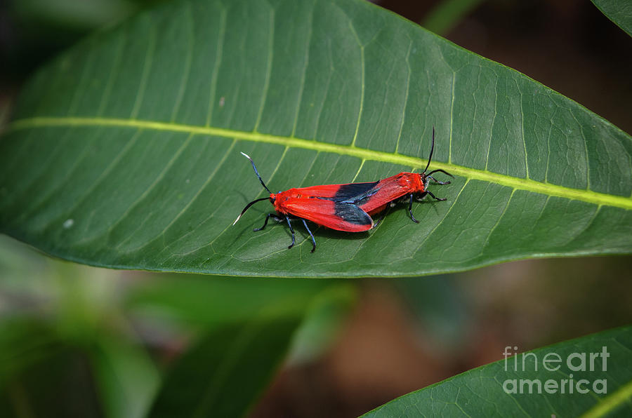 Soapberry Bug Photograph by Michelle Meenawong