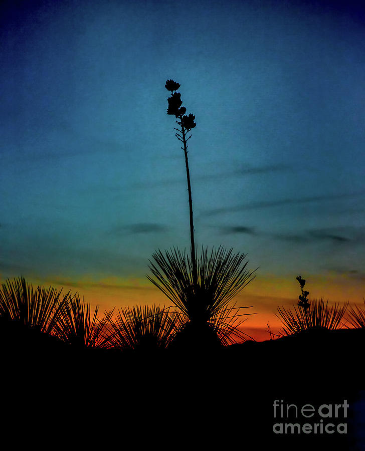 Soaptree Yucca at Sunset Photograph by Susan Warren