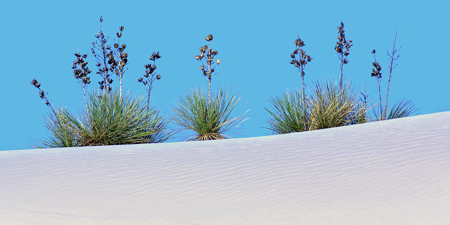 Soaptree Yucca at White Sands  Photograph by Nikolyn McDonald