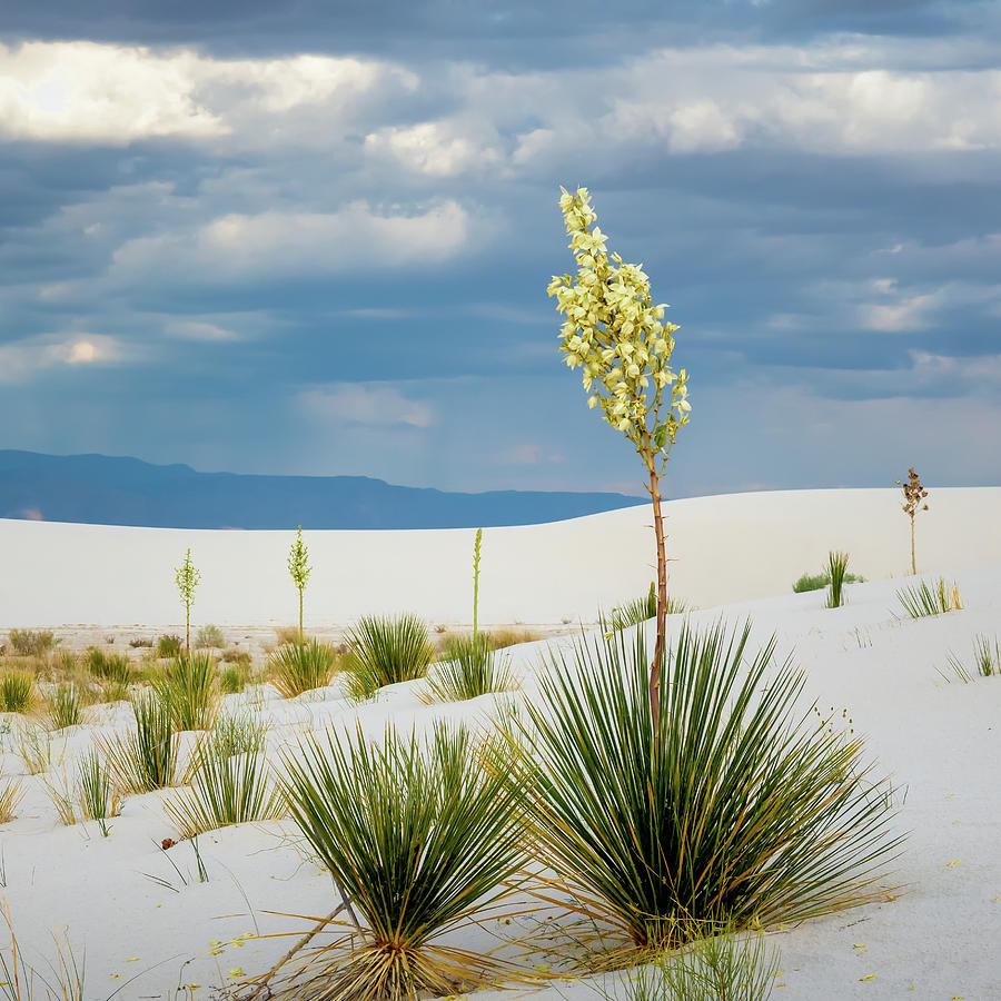 Soaptree Yucca Photograph by James Barber