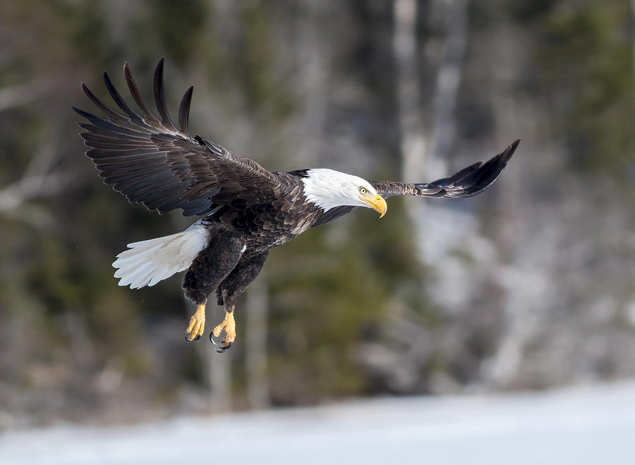 Soar like a Eagle Photograph by Mash Mashaghati - Fine Art America