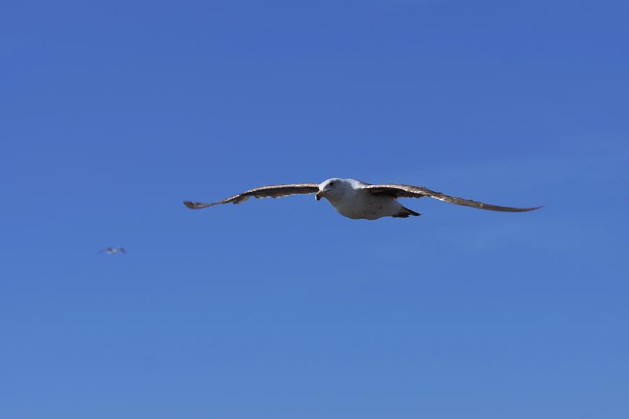 Seagull Photograph - Soar Like A Seagull by Ernest Echols