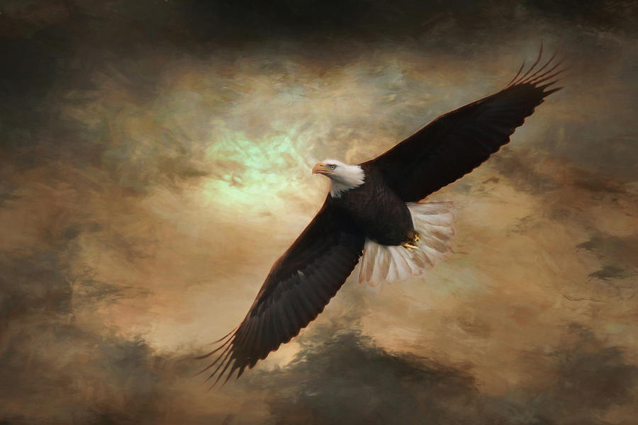 Eagle Photograph - Soar by Lori Deiter