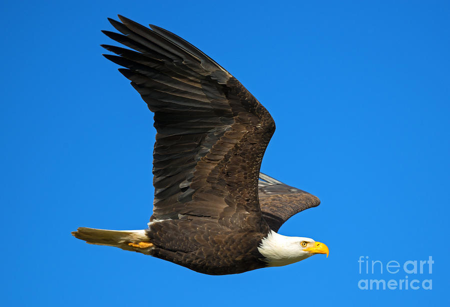 Eagle Photograph - Soar by Michael Dawson