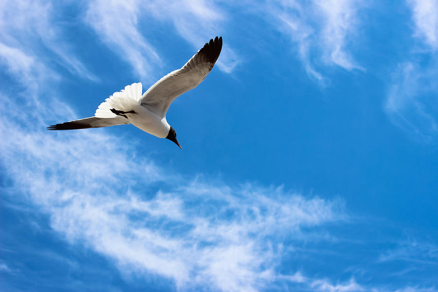 Soar - Seagull Photograph by Colleen Kammerer