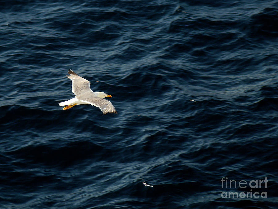 Soaring Above the Deep Blue Sea Photograph by Sue Melvin