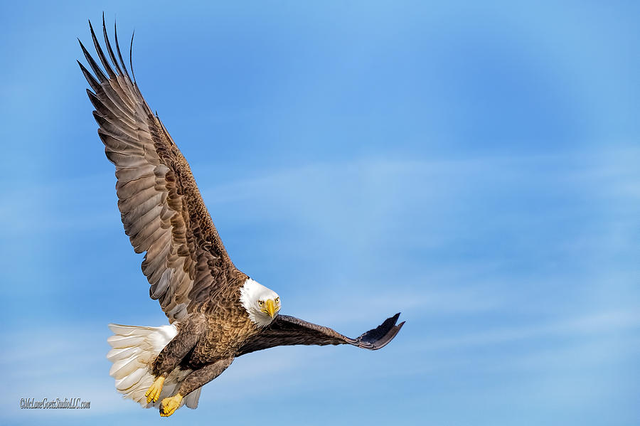 Eagle Photograph - Soaring American Bald Eagle by LeeAnn McLaneGoetz McLaneGoetzStudioLLCcom