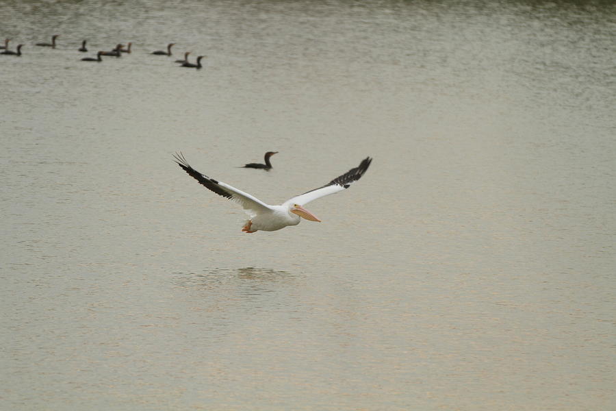 Soaring American White Pelican Photograph by Katrina Lau - Fine Art America