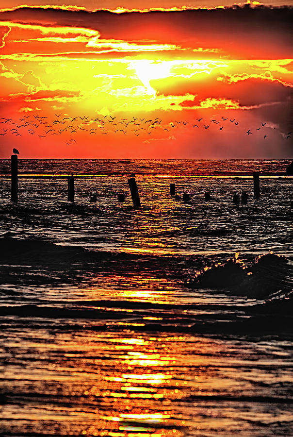 Soaring at Sunrise Outer Banks Photograph by Dan Carmichael