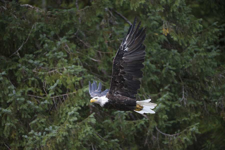 Soaring Bald Eagle Photograph by Bill Cubitt