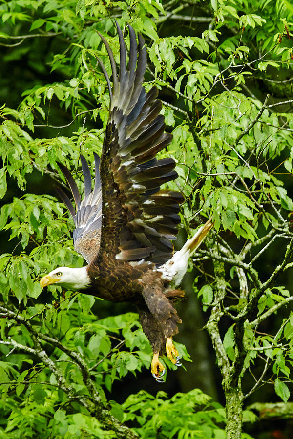 Soaring Bald Eagle Photograph by Brian Simpson