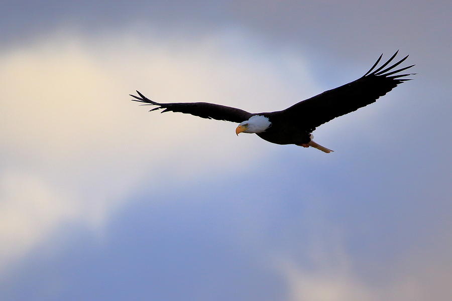 Soaring Bald Eagle Photograph by Gary Corbett