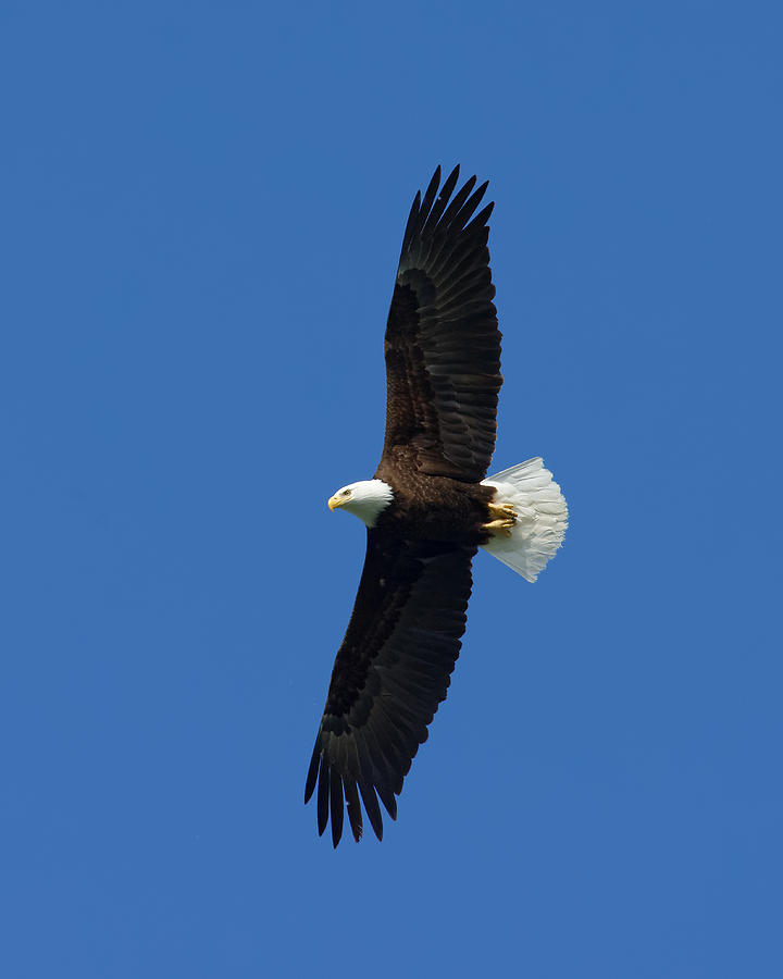 Soaring - Bald Eagle in Cooper Landing, Alaska Photograph by Darin Volpe