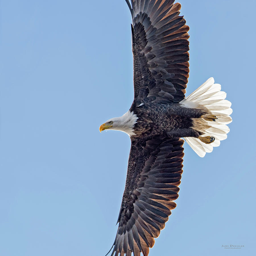 Soaring Bald Eagle Photograph by Judi Dressler | Fine Art America