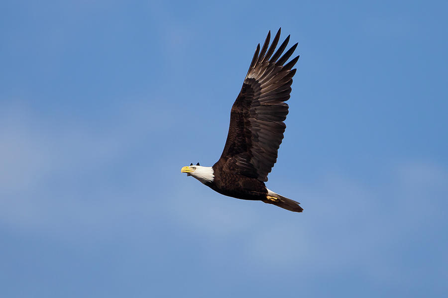 Bald Eagle Photograph - Soaring Bald Eagle by Ronnie Maum