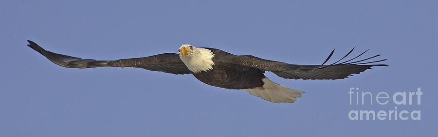 Eagle Photograph - Soaring Bald Eagle by Tim Grams