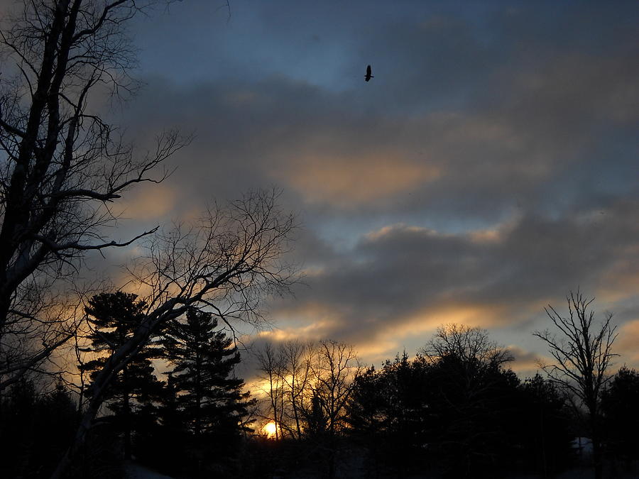 Soaring Bird at Dawn Photograph by Kent Lorentzen