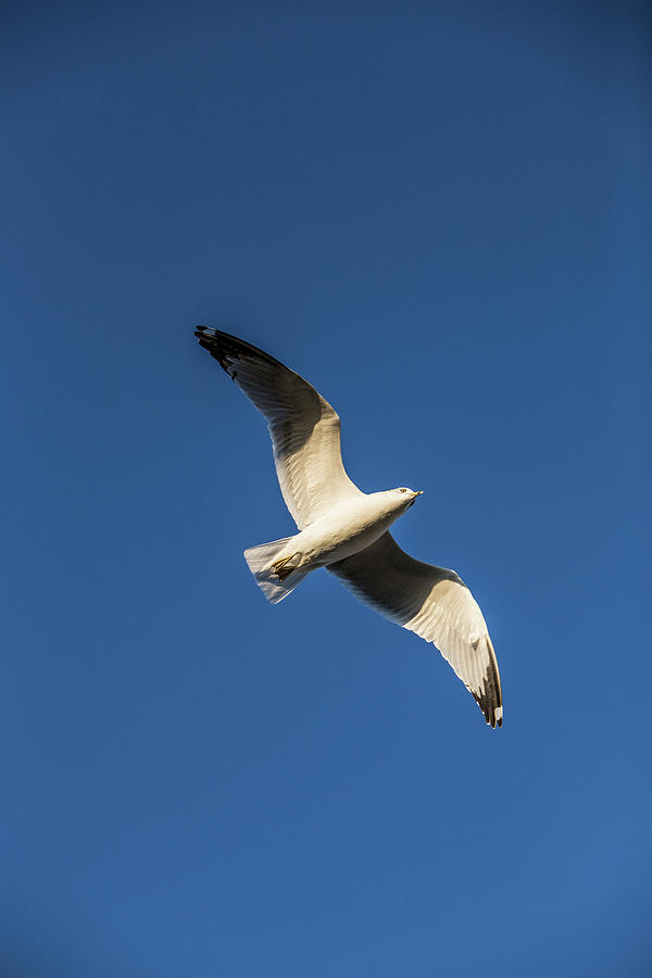 Soaring Bird Photograph by Jason Hughes