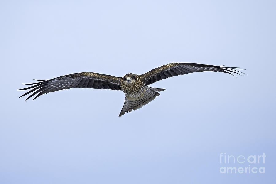 Soaring Black Kite Photograph by Natural Focal Point Photography