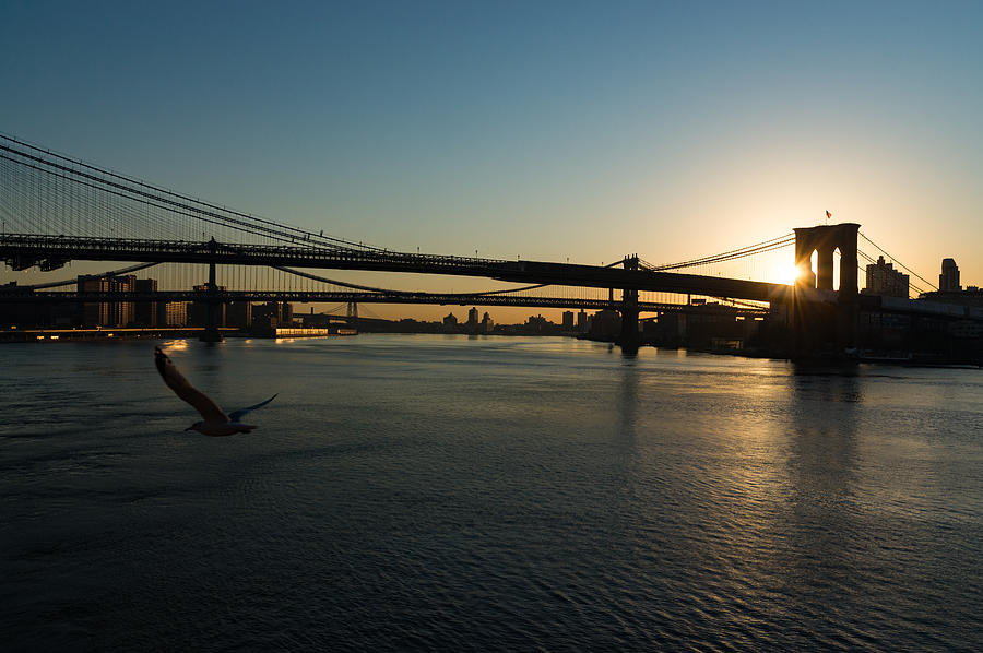Soaring - Brooklyn Bridge Sunrise with a Seagull Photograph by Georgia Mizuleva