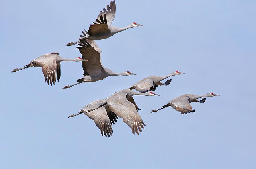 Soaring Cranes Photograph by Lynn Hopwood