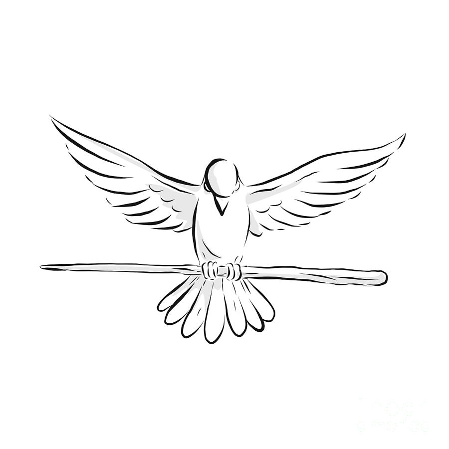 Free: Columbidae Doves As Symbols Drawing Clip Art - Dove Clip Art Png -  nohat.cc