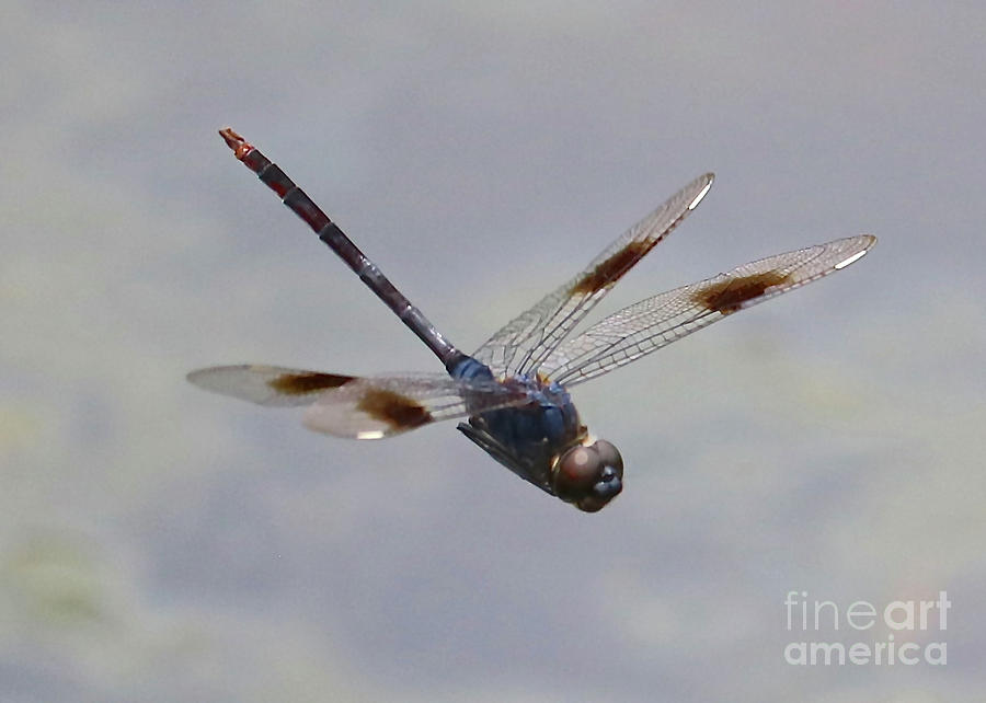 Soaring Dragonfly Photograph by Carol Groenen