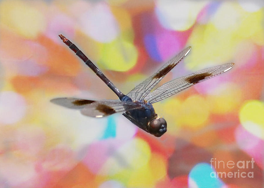 Soaring Dragonfly with Colorful Bokeh Photograph by Carol Groenen