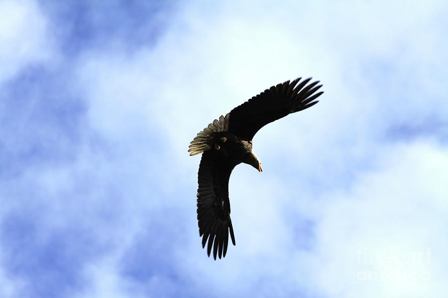Soaring Eagle Photograph by Alyce Taylor
