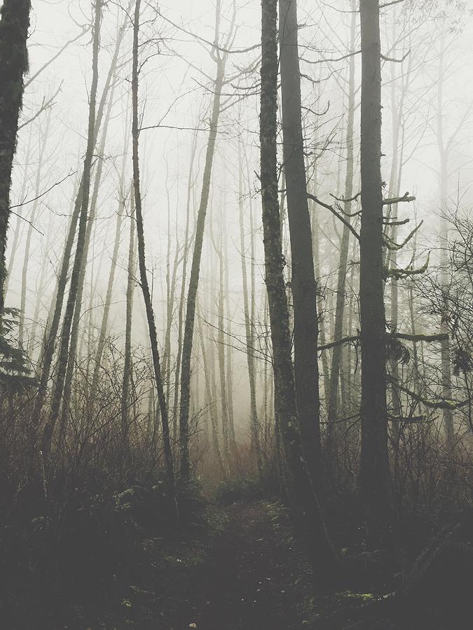 Soaring Eagle Fog Photograph by H Aften - Fine Art America