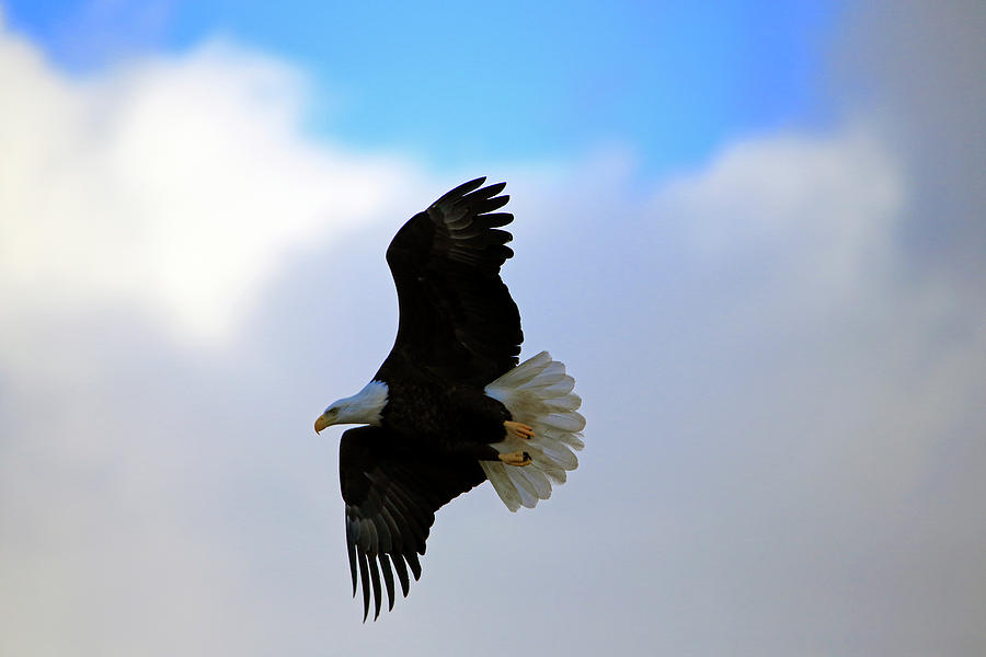 Soaring Eagle Photograph by Gary Corbett