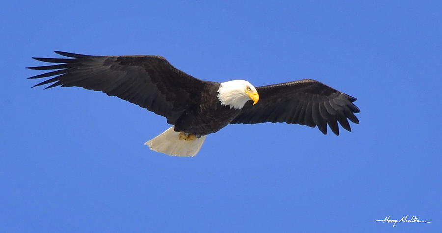 Soaring Eagle Photograph by Harry Moulton